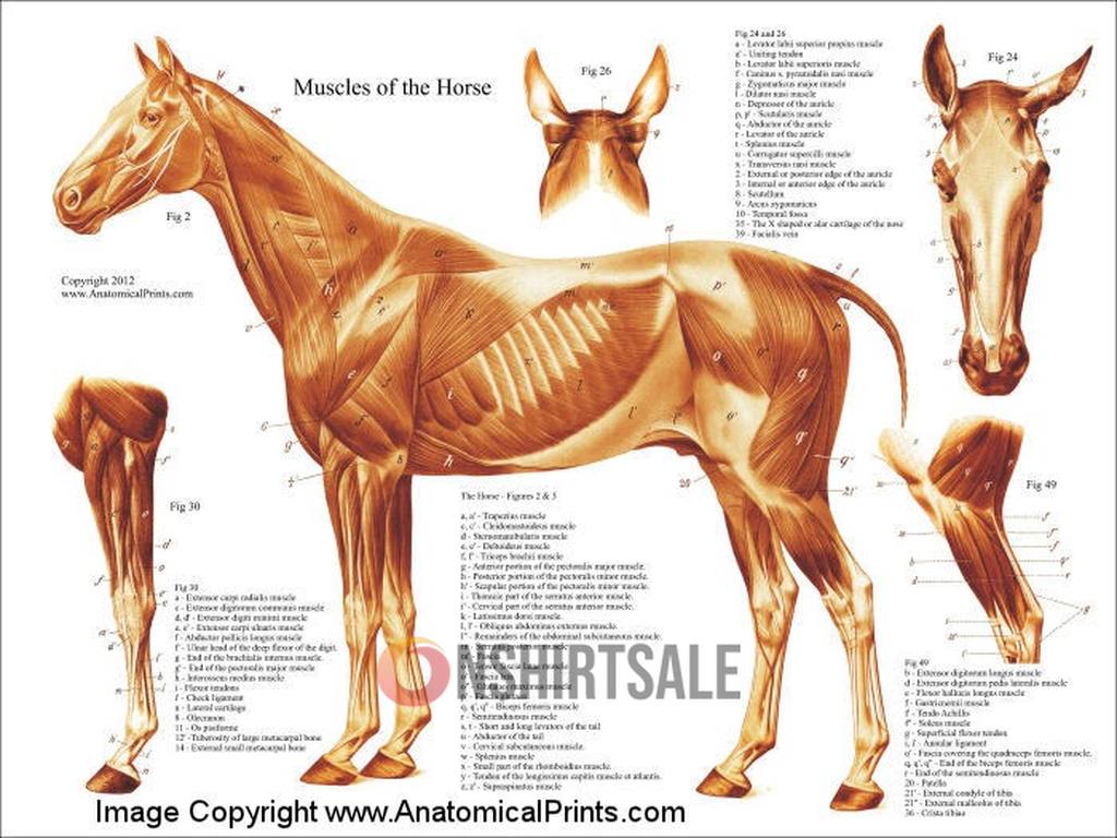 Muscles of the Horse Anatomy Poster, Detailed Guide to Equine Muscle Structure and Function Muscles of the Horse Anatomy Poster, Detailed Guide to Equine Muscle Structure and Function