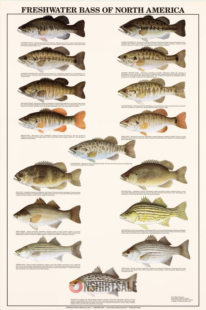 Freshwater Bass of North America Poster, Guide to 12 Bass Species with Identification Information Freshwater Bass of North America Poster, Guide to 12 Bass Species with Identification Information
