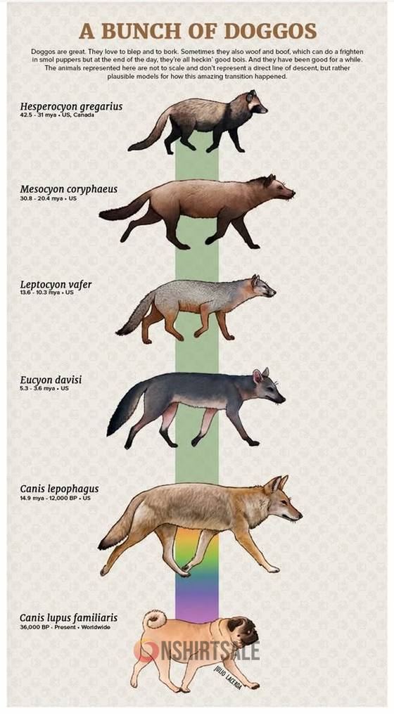 Funny Dog Evolution Poster, A Bunch of Doggos Timeline Chart, Educational Canine Wall Art for Dog Lovers &Science Fans Funny Dog Evolution Poster, A Bunch of Doggos Timeline Chart, Educational Canine Wall Art for Dog Lovers &Science Fans