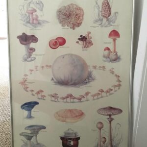 Mushroom Identification Poster Have Fungi But Be Careful with Toxic Mushroom Guide