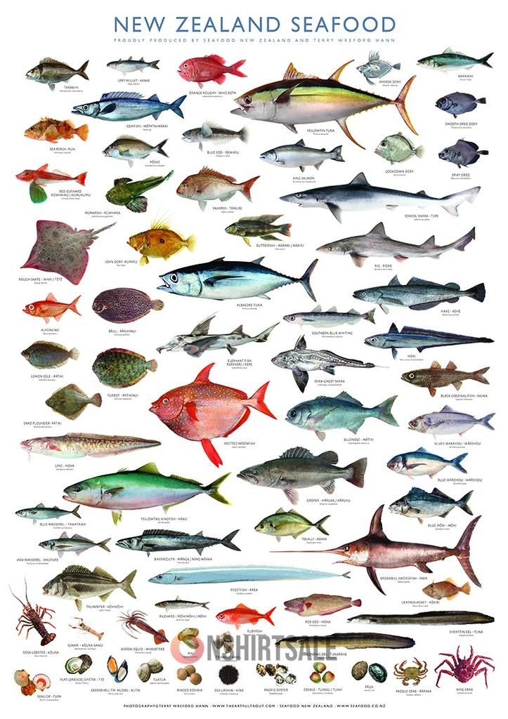 New Zealand Seafood Chart Poster, Guide to Fish, Shellfish, and Marine Life New Zealand Seafood Chart Poster, Guide to Fish, Shellfish, and Marine Life
