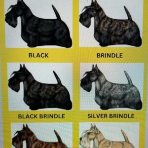 Scottish Terrier Colors Poster, Guide to Scottie Dog Coat Types