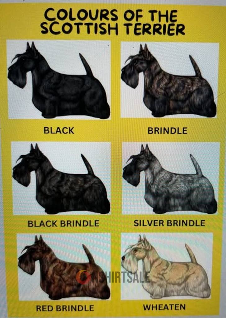 Scottish Terrier Colors Poster, Guide to Scottie Dog Coat Types