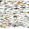 Shark Species Chart Poster, Guide to Various Shark Types with Scientific Names Shark Species Chart Poster, Guide to Various Shark Types with Scientific Names