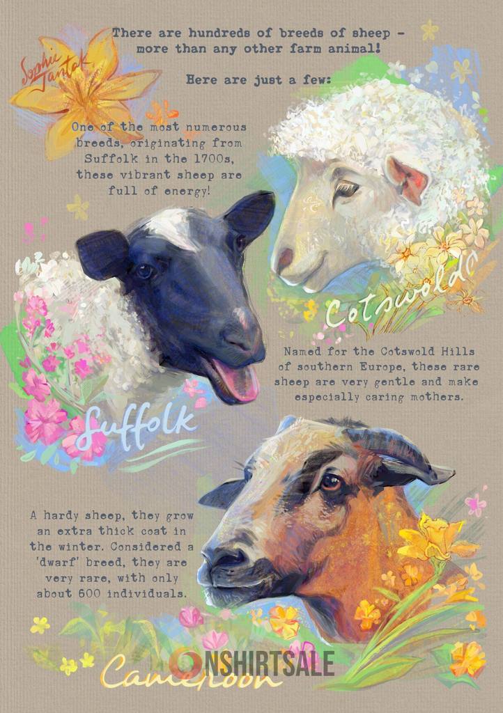 Sheep Breeds Poster, Guide to Suffolk, Cotswold, and Cameroon Sheep with Fun Facts Sheep Breeds Poster, Guide to Suffolk, Cotswold, and Cameroon Sheep with Fun Facts