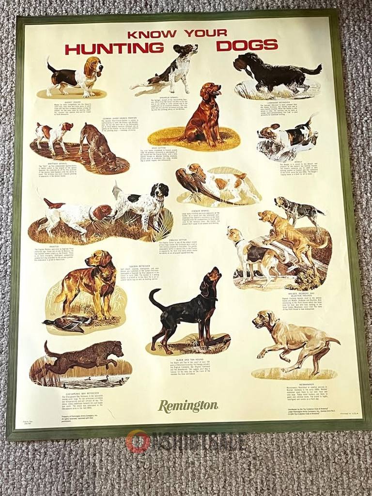 Vintage Remington Know Your Hunting Dogs Poster, Dog Breeds Wall Art for Hunters and Collectors Vintage Remington Know Your Hunting Dogs Poster, Dog Breeds Wall Art for Hunters and Collectors
