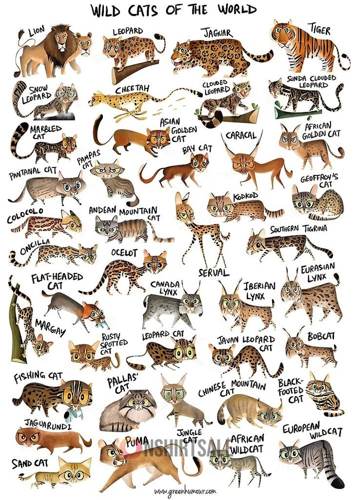 Wild Cats of the World Poster, Big Cat & Small Cat Species Chart, Educational Animal Wall Art for Kids & Cat Lovers Wild Cats of the World Poster, Big Cat & Small Cat Species Chart, Educational Animal Wall Art for Kids & Cat Lovers